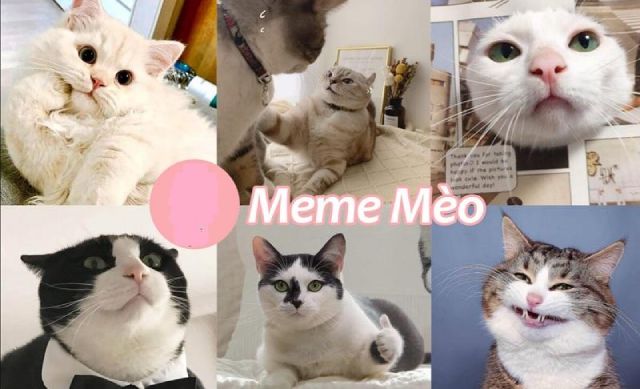 Hình ảnh meme mèo cute, hài hước và cực dễ thương