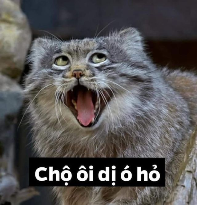 Meme mèo hài hước: Chội ôi dị đó hả