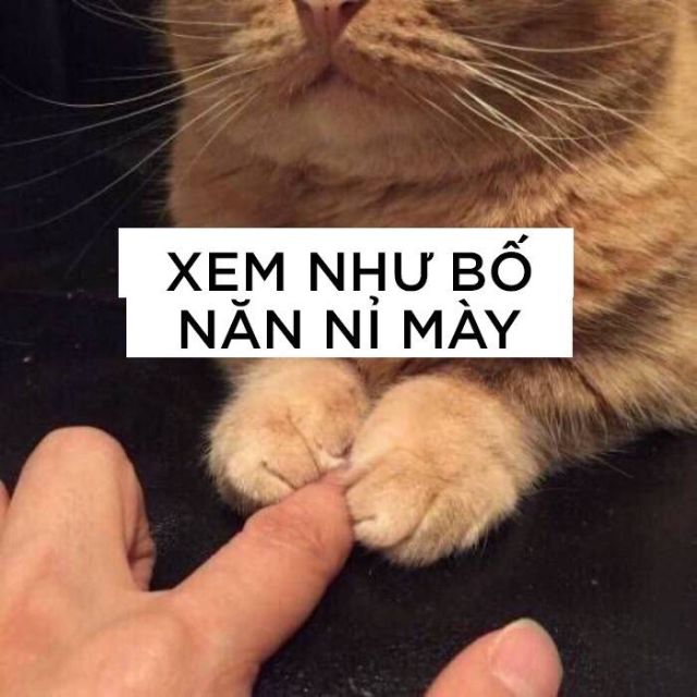 Meme mèo hài hước: Xem như bố năn nỉ mày