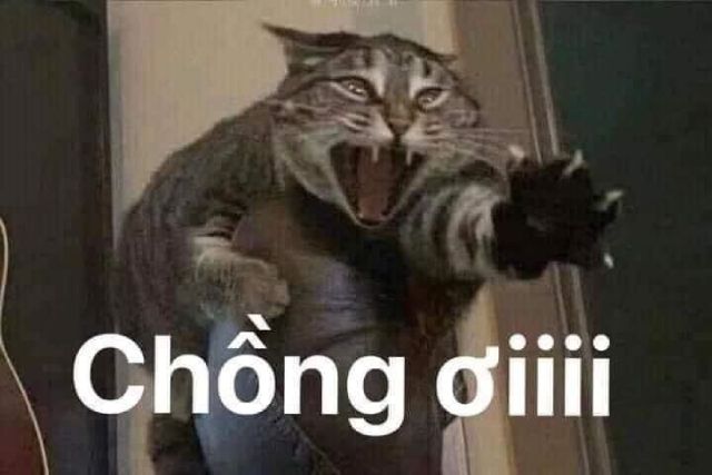 Meme mèo hài hước: Chồng ơi