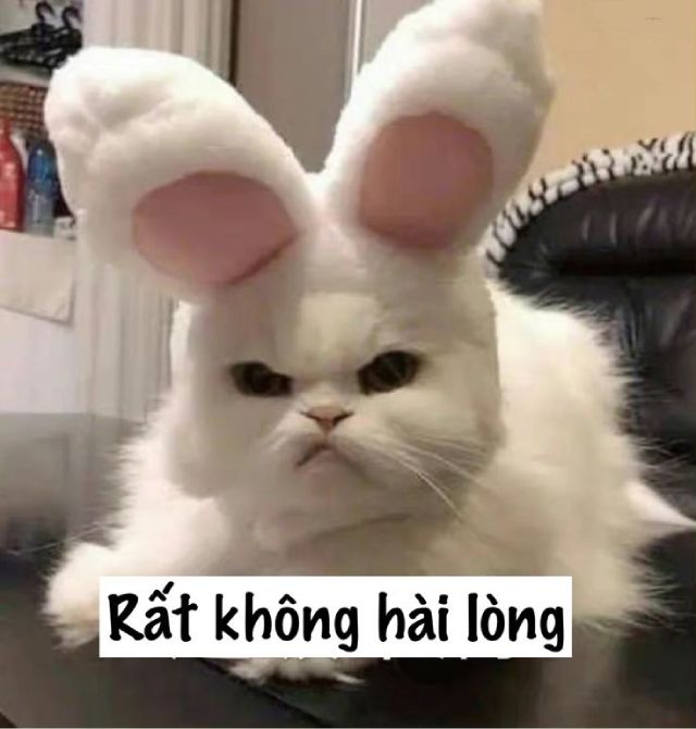 Hình ảnh meme mèo hài hước 2