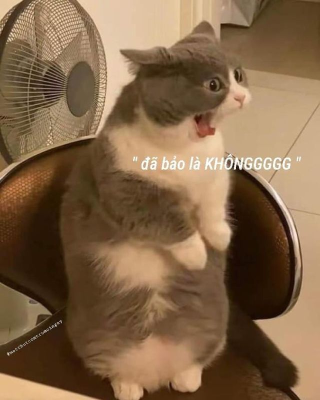 Meme mèo hài hước: Đã bảo là không