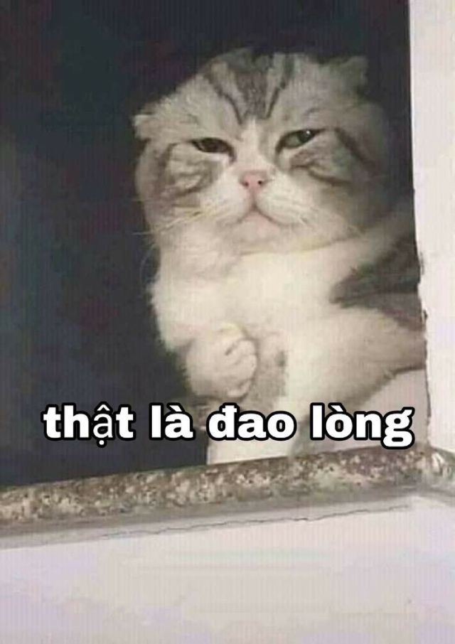 Meme mèo hài hước: Thiệt là đau lòng