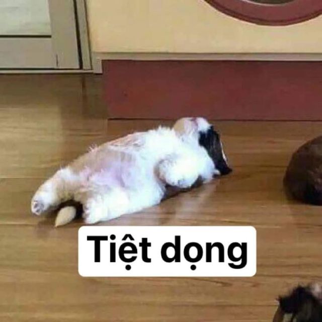 Meme mèo hài hước: Tiệt vọng