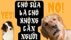 Chó sủa là chó không cắn nghĩa là gì?